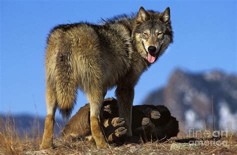 North American Gray Wolf Photograph By Gerard Lacz