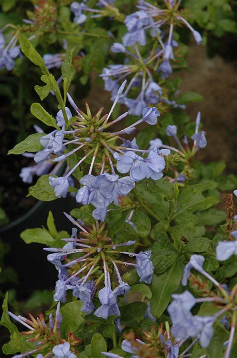 See full list on gardeningknowhow.com Imperial Blue Plumbago (Plumbago auriculata 'Imperial Blue ...