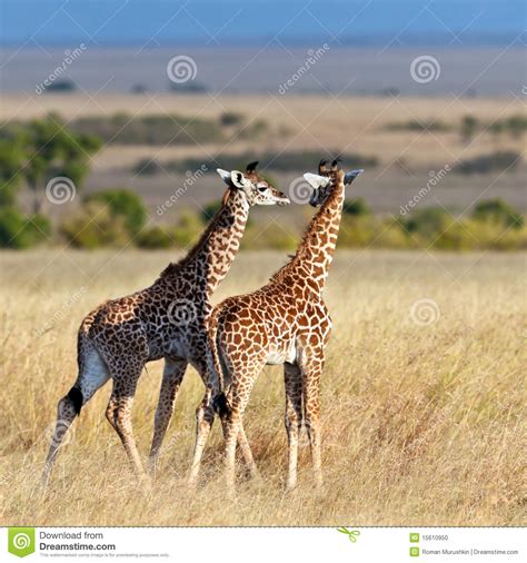 Two Baby Giraffe Walk On The Savannah Stock Photo Image Of Safari