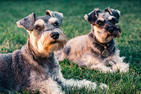 Not all dog foods are made the same and your dog won't enjoy them all. 10 Best Dog Food Products For Schnauzers 2021 Reviews