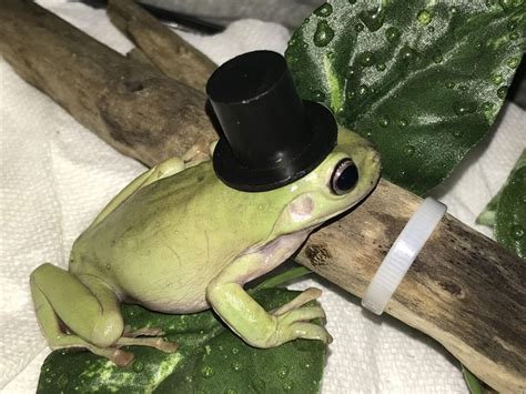 Frog With A Top Hat In 2022 Frog Cute Frogs Cute Animals
