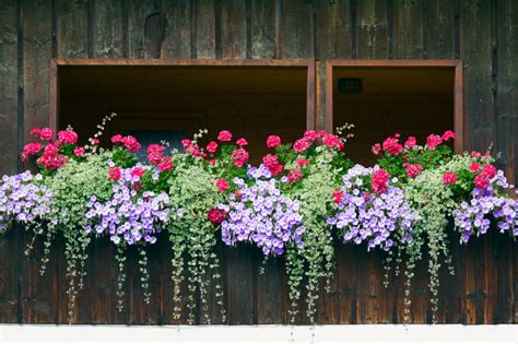 Some plants will do extremely well in full sun while others need for example, the window boxes on the front of your home facing the sun with no obstruction should be planted with similar flowers to maintain cohesion. 40 Window and Balcony Flower Box Ideas (PHOTOS) - Home ...