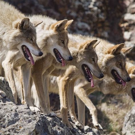 Instinct Animals For Film Mongolian Wolves