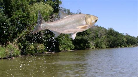 Predicting The Spread Of Invasive Carp Using River Water Flows Show