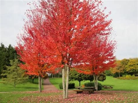 Redpointe Maple Pros And Cons Your Lawn Fairy