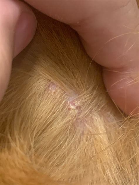 My Dog Started To Develop Small Bumps On His Skin It Kind Of Dries Up