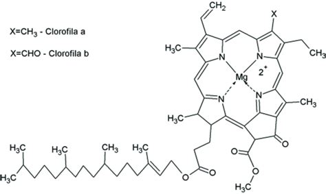 Estructura Qu Mica De La Clorofila A Y La Clorofila B Figure