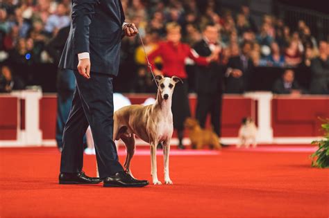 Akc National Championship Presented By Royal Canin Declares Winner