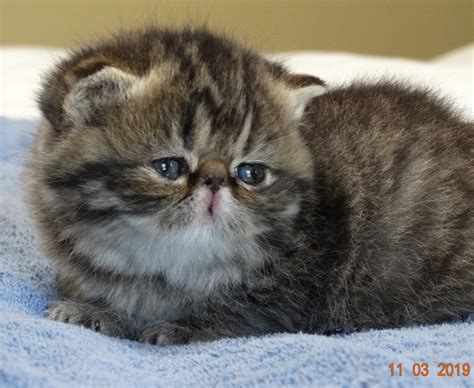Sale date low to high. Exotic Shorthair Cats For Sale | Fayetteville, AR #313437