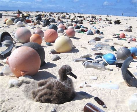 The Trash At The Edge Of The World Marine Debris Wildlife Plastic Waste