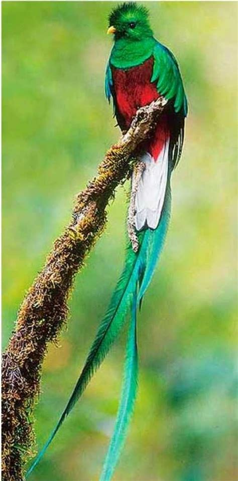 Quetzal Guatemalan National Bird Most Beautiful Birds Pretty Birds