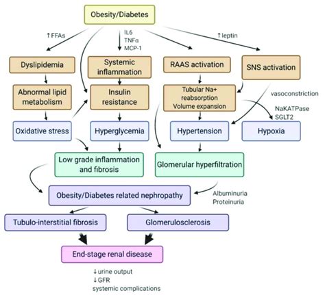 Mechanisms Involved In The Pathogenesis Of Diabetes And Obesity Related