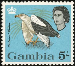 Stamp Palm Nut Vulture Gypohierax Angolensis Gambia Birds