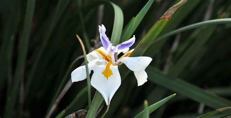 Fairy Iris Flower Free Stock Photo Public Domain Pictures