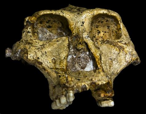 Lengkap Ciri Ciri Australopithecus Robustus Asal Usul Sejarah Sexiz Pix