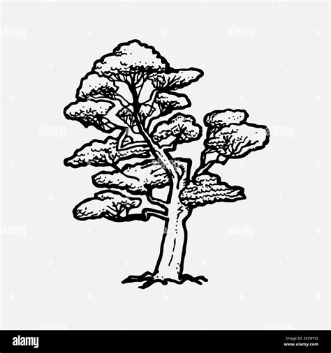 Dibujo Del árbol De Haya Vector De Ilustración Botánica Imagen Vector