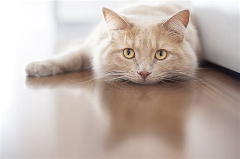 Bored Cat Stock Photo Download Image Now Istock