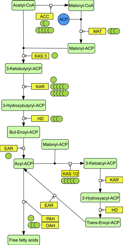 Fatty Acid Synthesis Pathway Reconstruction Based On Sequence
