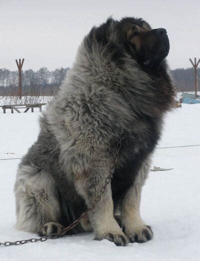 The Caucasian Mountain Dog Is A Massive And Impressive Dog