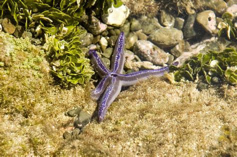 Dsc3278 Blue Starfish Modquad Flickr