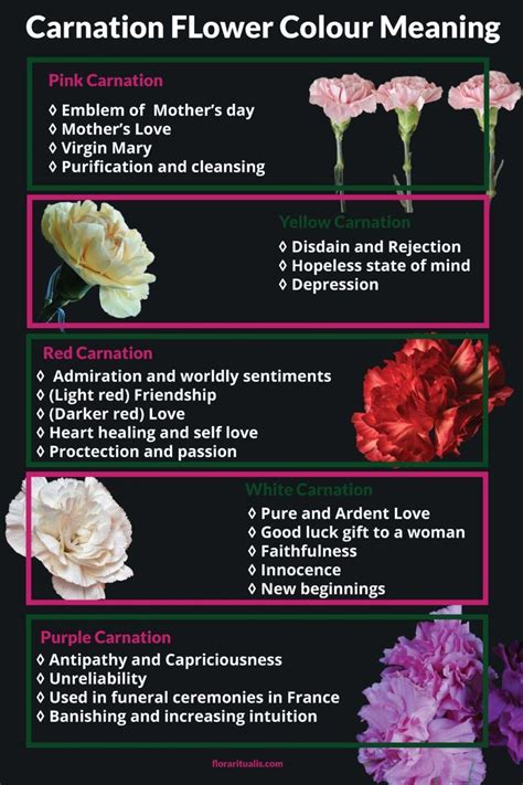 Carnation Flower Color Meaning Flower Meanings Carnation Flower