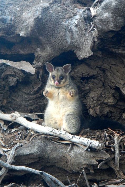 How You Can Raise Awareness About Australias Native Threatened Species