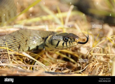 Female Barred Grass Snake Natrix Helvetica Uk Stock Photo Alamy