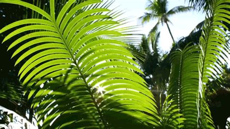 Palm Trees  Tumblr