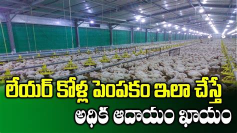 How To Start Layer Poultry Farm Poultry Farming For Beginners