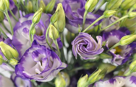17 Most Breathtaking Flowers In Season In April Everafterguide