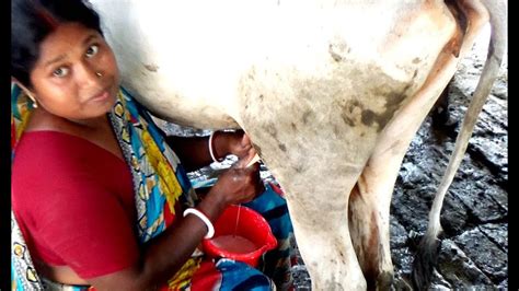 beautiful village woman milking a cow by hand। cow milking video। village life youtube