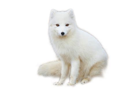 Arctic Fox Png Image With Transparent Background Free Png Images