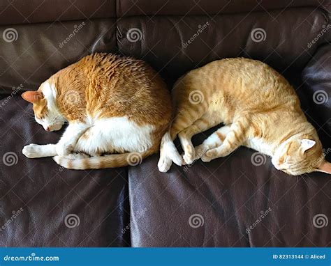 Two Cats Sleeping On Sofa With Copy Space Stock Photo Image Of