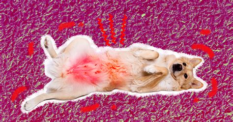 How Do I Treat A Rash On My Dogs Belly
