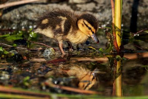 Cute Tiny Young Duckling In Spring Stock Photo Image Of Feather