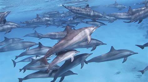 A Pod Of Spinner Dolphins In The Red Sea Image Copyright The Dolphin