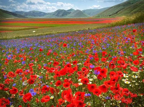 A Field Full Of Red White And Blue Flowers With Mountains In The Back