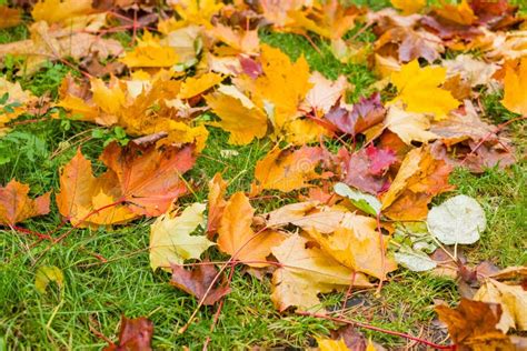 The Grass Turns Yellow On The Lawns And Red And Yellow Leaves Fall