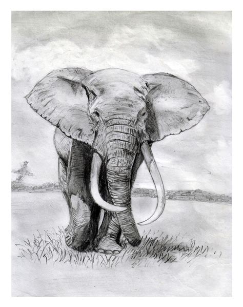 Pencil Drawings Of African Elephants Pencildrawing2019