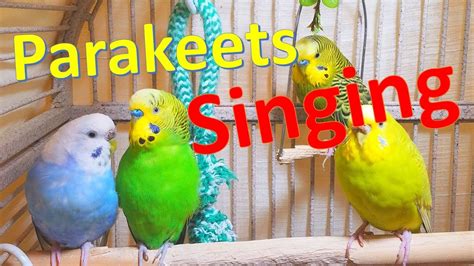 8 Hr Chirping Parakeets Eating Singing Playing Budgies Chirping Reduce