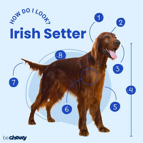 Irish Setter Characteristics Care And Photos Bechewy