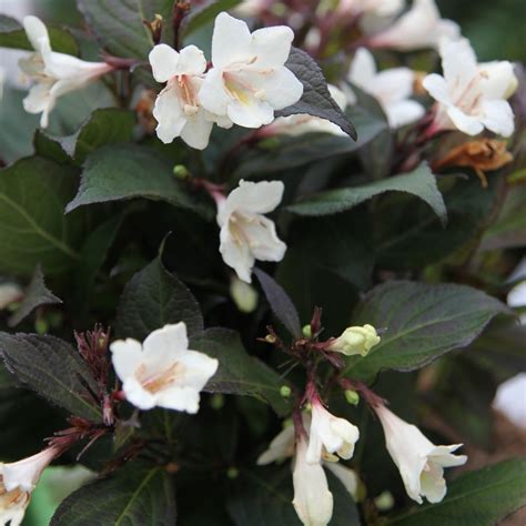 Buy Weigela Or Weigelia Weigela Ebony And Ivory Velda Pbr