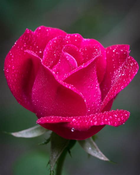 See more ideas about flowers, beautiful flowers, beautiful roses. 50 Beautiful Rose Pictures