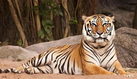 Tigre du Bengale Habitat et caractéristiques caractéristiques et photos