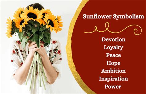 Sunflower Symbolism And Meaning Symbol Sage 2022
