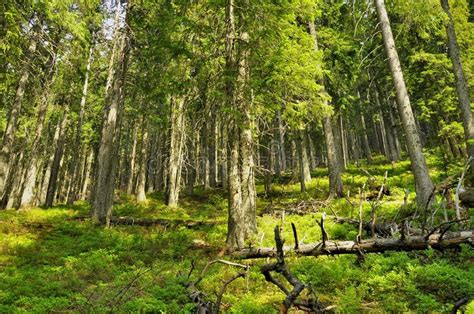 Highland Pins Forest From Carpathians Stock Photo Image Of Beautiful
