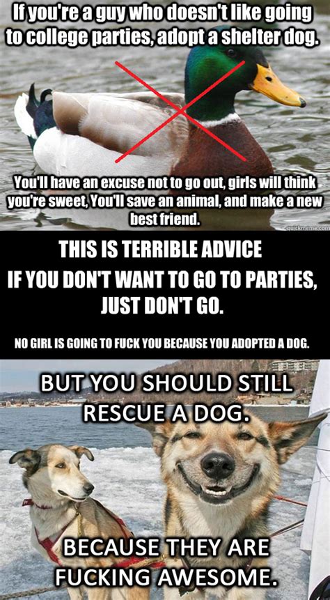 Actual Advice Mallard On Not Going To Parties Corrected Adviceanimals