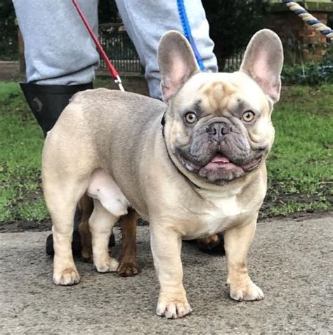 Besides coat colors that have been approved by the akc, frenchies can be isabella or a lilac french bulldog has a noticeable lilac hue of the coat. Lilac king kc French bulldog health tested stud dog ...