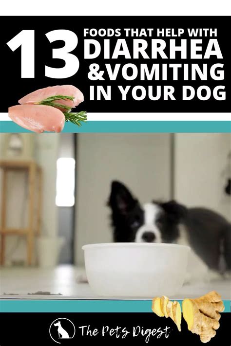 How to stop dog diarrhea: 13 Foods that can help if your dog has diarrhea or ...