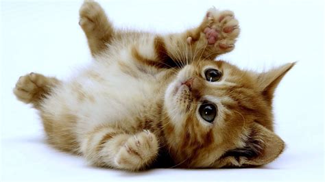 Cute Kitten Wallpaper 1920x1080 12459